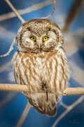 Boreal Owl 1