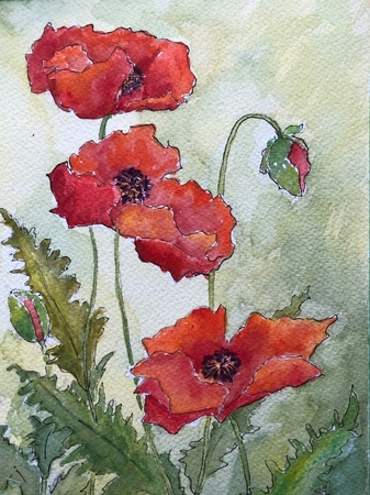 Poppies