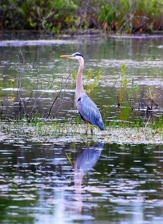 Blue Heron  (3 of 15)