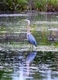 Blue Heron  (3 of 15)