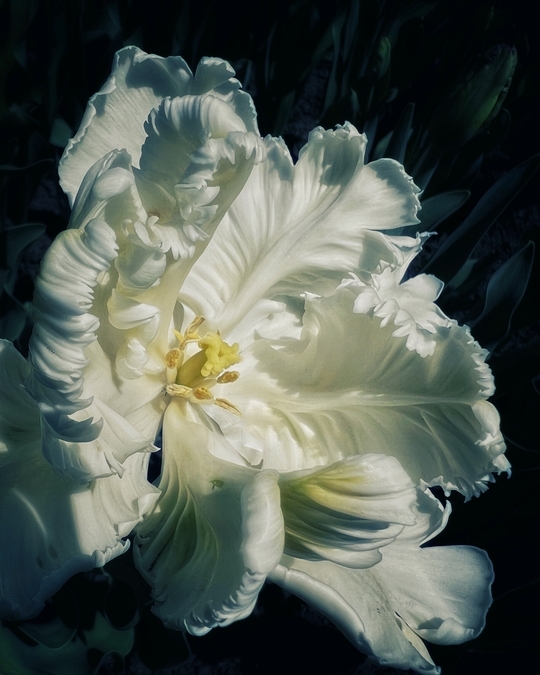 White Peony